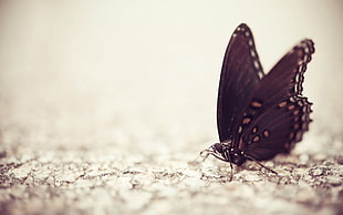 selective focus photography of Spicebush butterfly HD wallpaper